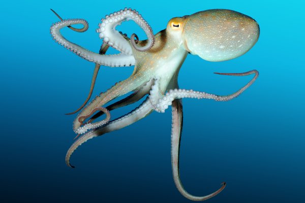 Kraken даркнет gigageek ru